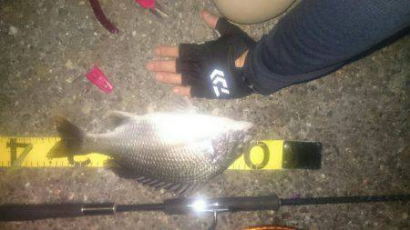 シーバスリベンジ2夜連続♪