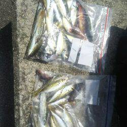 ハヤブサキッズ、イベントに参加しました！