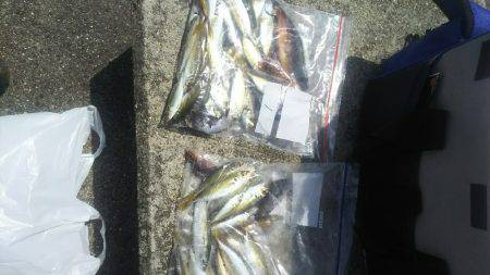 ハヤブサキッズ、イベントに参加しました！