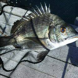 サカムラいかだ