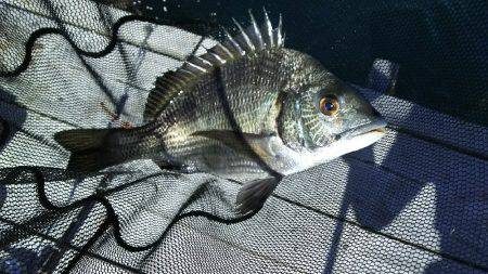 サカムラいかだ