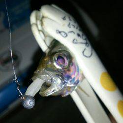 ケンサキどこ行った？豆アジはなんぼでも釣れるけど(笑)