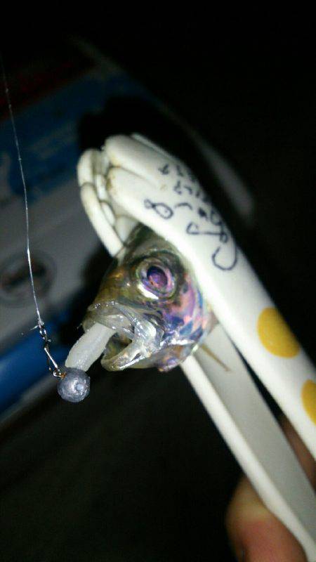 ケンサキどこ行った？豆アジはなんぼでも釣れるけど(笑)