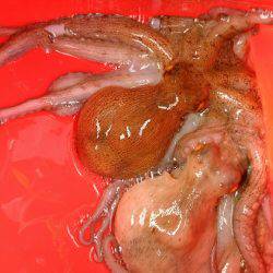 そろそろ終盤かな