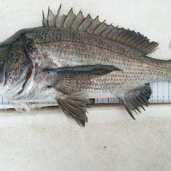 紀ノ川ボートゲーム