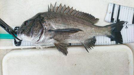 紀ノ川ボートゲーム