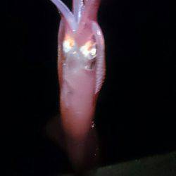 このままでは…