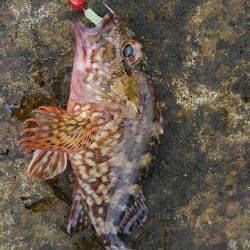 ミップル様周辺で釣りをする(笑)。