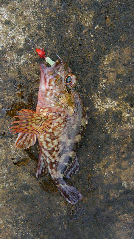 ミップル様周辺で釣りをする(笑)。