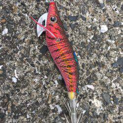 高知は古満目漁港で夏イカ狙い❗️