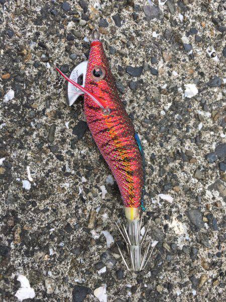 高知は古満目漁港で夏イカ狙い❗️