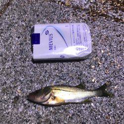 クロダイ、セイゴ、カサゴ！