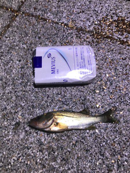 クロダイ、セイゴ、カサゴ！