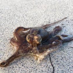 いろんな小魚釣れました