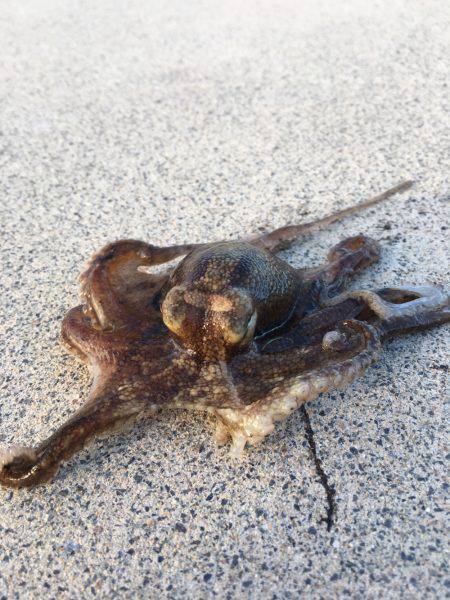 いろんな小魚釣れました