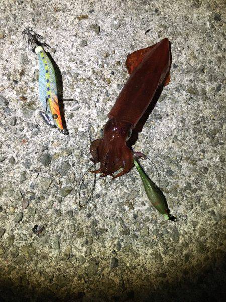 明石港近辺ケンサキ調査ᔦ˙灬˙ᔨ