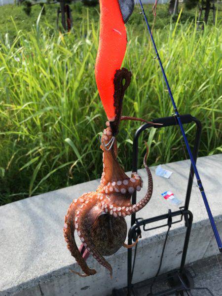 ナイト&デイ フルコース笑