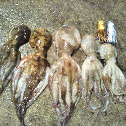 ファミリーオクトパッシング