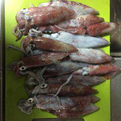 初めてのイカ釣り！