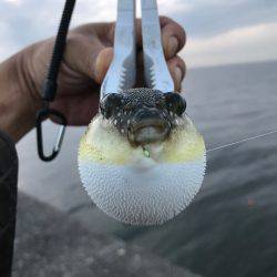 メバル釣れた！