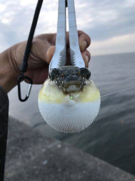 メバル釣れた！