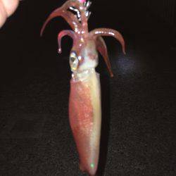 ライトエギング