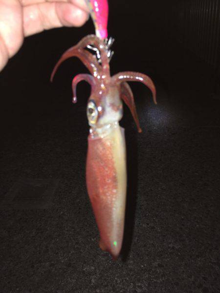 ライトエギング