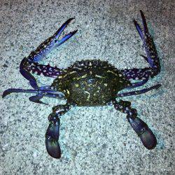 ジグサビキとジグ単ワームでアジング