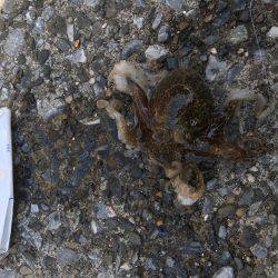 野島沖堤防で刺身を食いました！