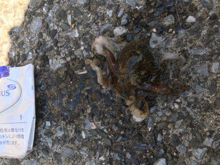 野島沖堤防で刺身を食いました！