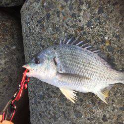 シーバスのはずが(T . T)