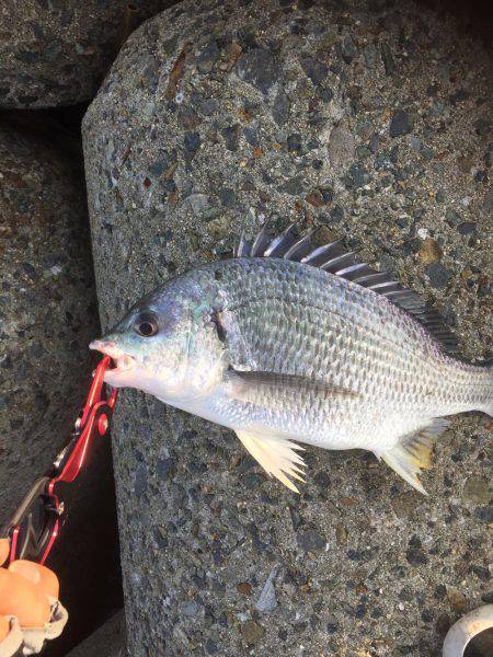 シーバスのはずが(T . T)