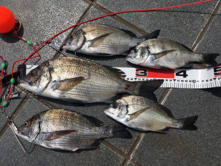 久しぶりの30㎝オーバー