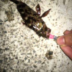 ライトワインド