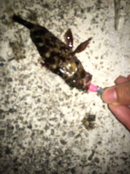 ライトワインド