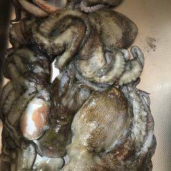 盆休み初日の釣果