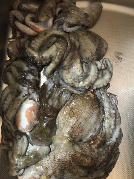 盆休み初日の釣果