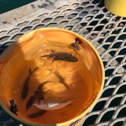 子供と盆休み釣行