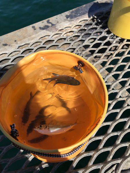 子供と盆休み釣行