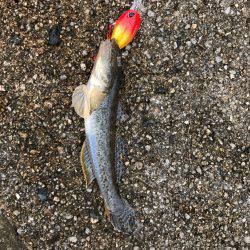 鉛針の仕掛けで。