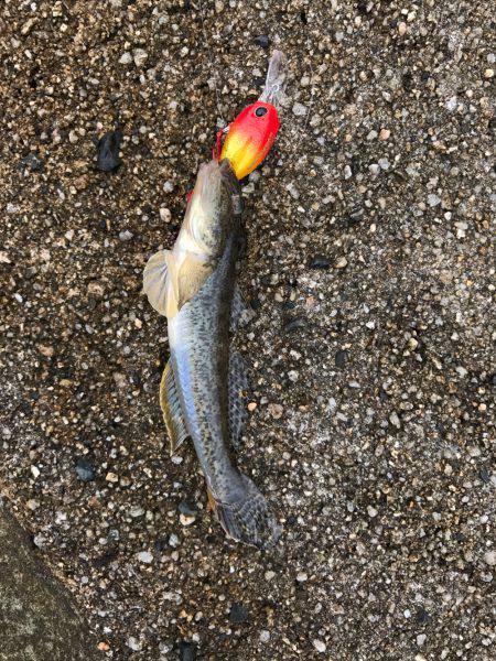 鉛針の仕掛けで。