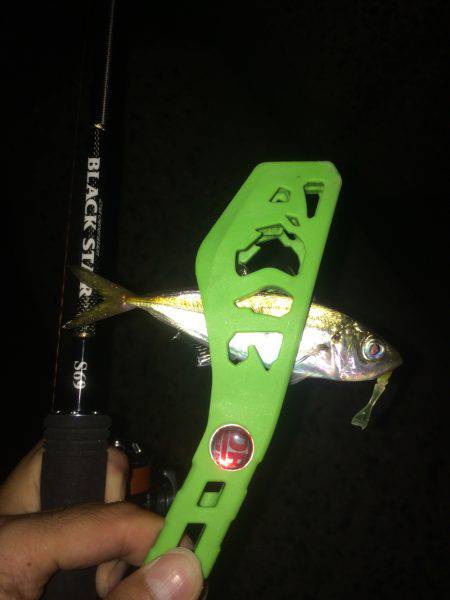 ケンサキフィーバー＆マメアジング