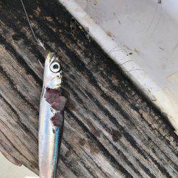 ミツヤ丸 落とし込みサビキ