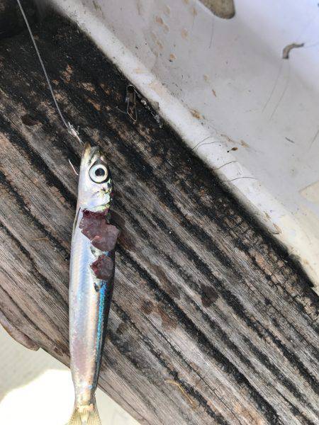 ミツヤ丸 落とし込みサビキ