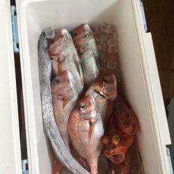 鯛ラバデビュー