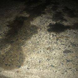 福井嶺北から常神半島までランガン新子調査