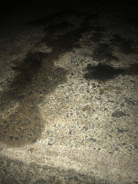 福井嶺北から常神半島までランガン新子調査