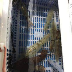 台風明けのイカメタル