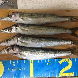 ワインドカマス