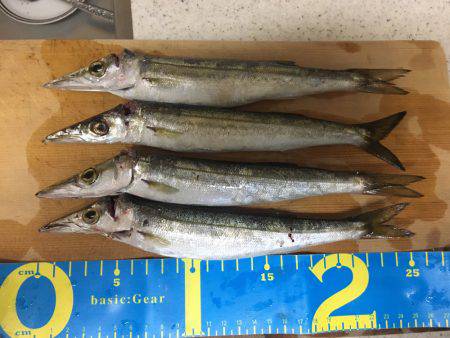 ワインドカマス